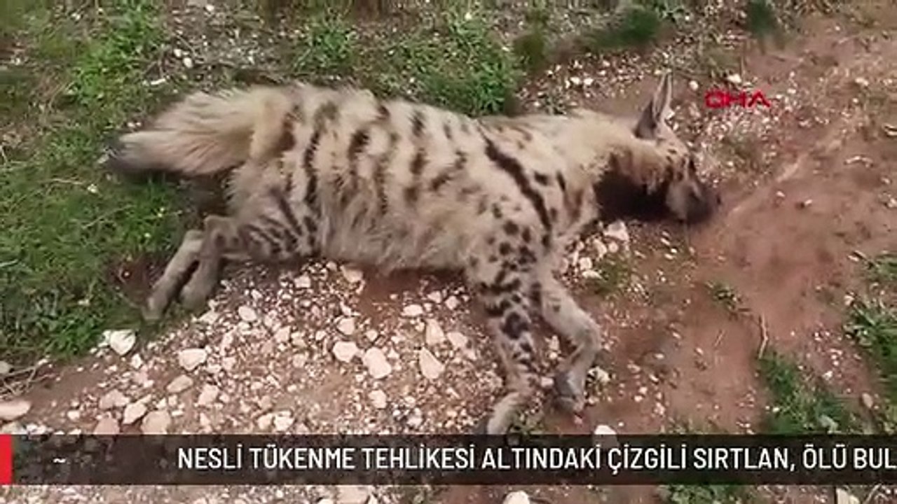 NESLİ TÜKENME TEHLİKESİ ALTINDAKİ ÇİZGİLİ SIRTLAN, ÖLÜ BULUNDU -+