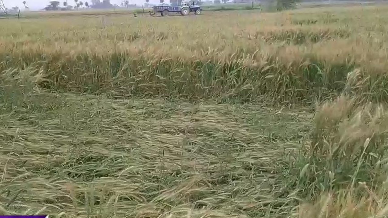 मैनपुरी: बेमौसम बारिश ने किसानों के अरमानों पर फेरा पानी, फसलें हुई चौपट