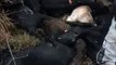 बकस्वाहा में आकाशीय बिजली गिरने से 14 बकरियों की मौत