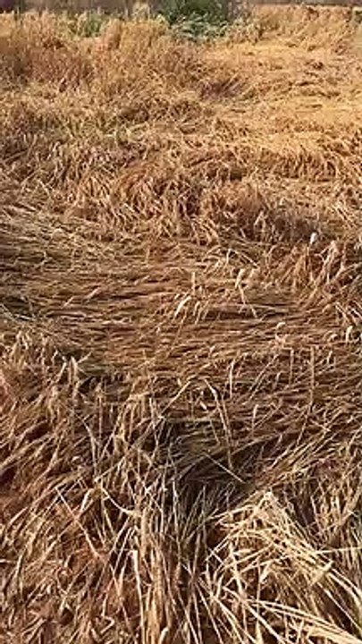 Disaster rains, crops damaged in the fields