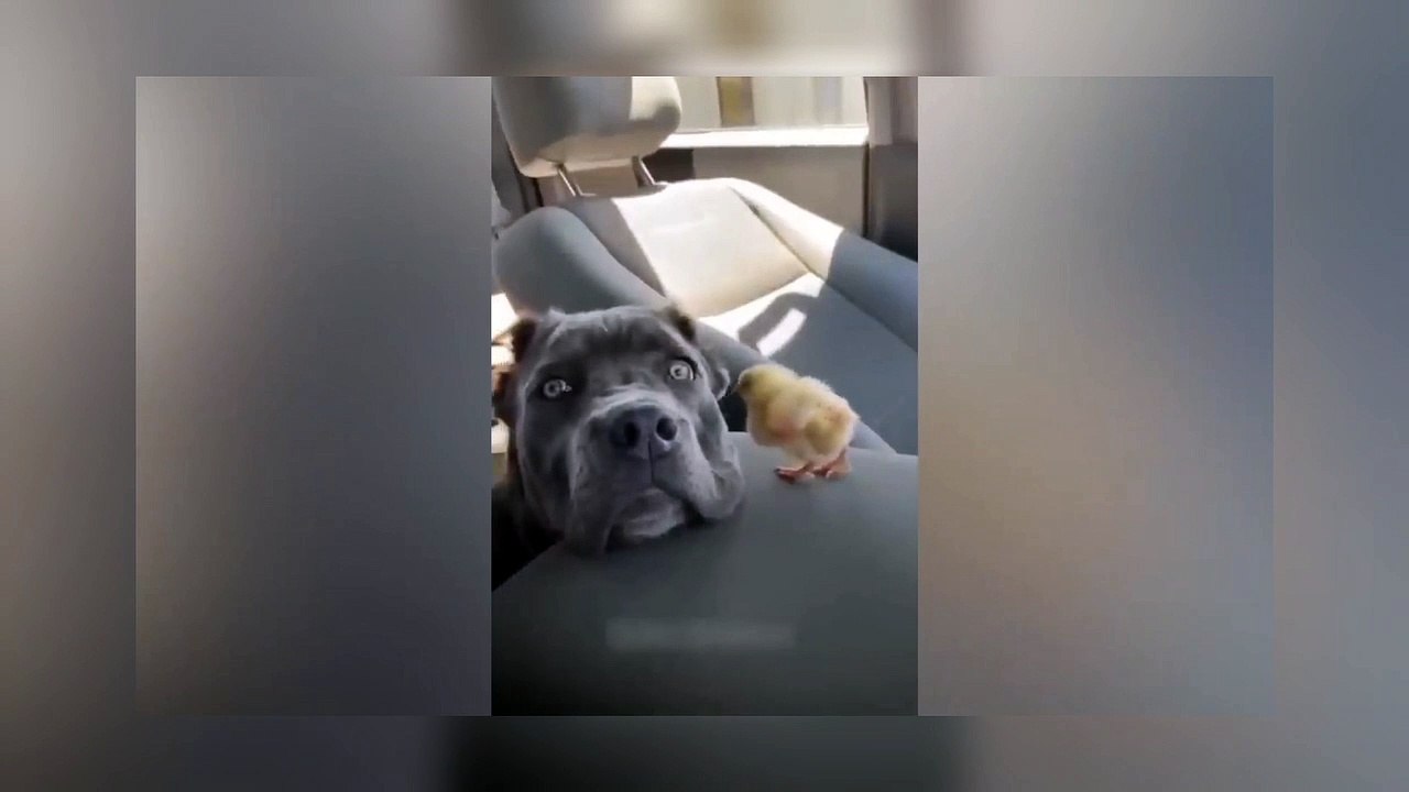 Dog funny videos