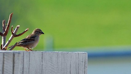 sparrow bird jumping and dancing