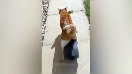 Cat crazy videos 2023 #dailymotion