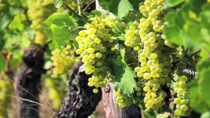 INMACULADA PANIAGUA -  Ocho estampas de colores