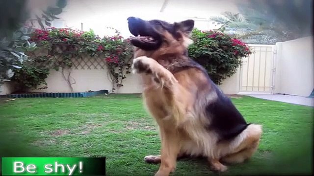 GERMAN SHEPHERD DOES MOST AMAZING DOG TRICKS!!