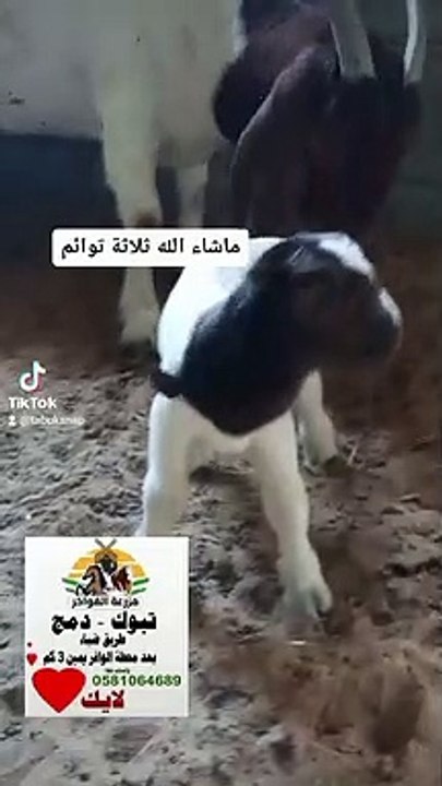 ماعز البور تضع ثلاثة توائم في مزرعة الفواخر بتبوك