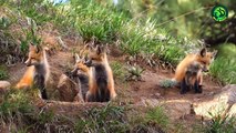 Most Savage Moments When Animals Defeated Foxes