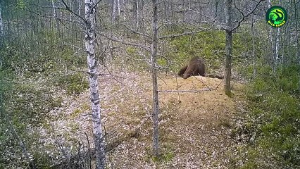 22 Most Savage Bear Attacks Caught on Camera