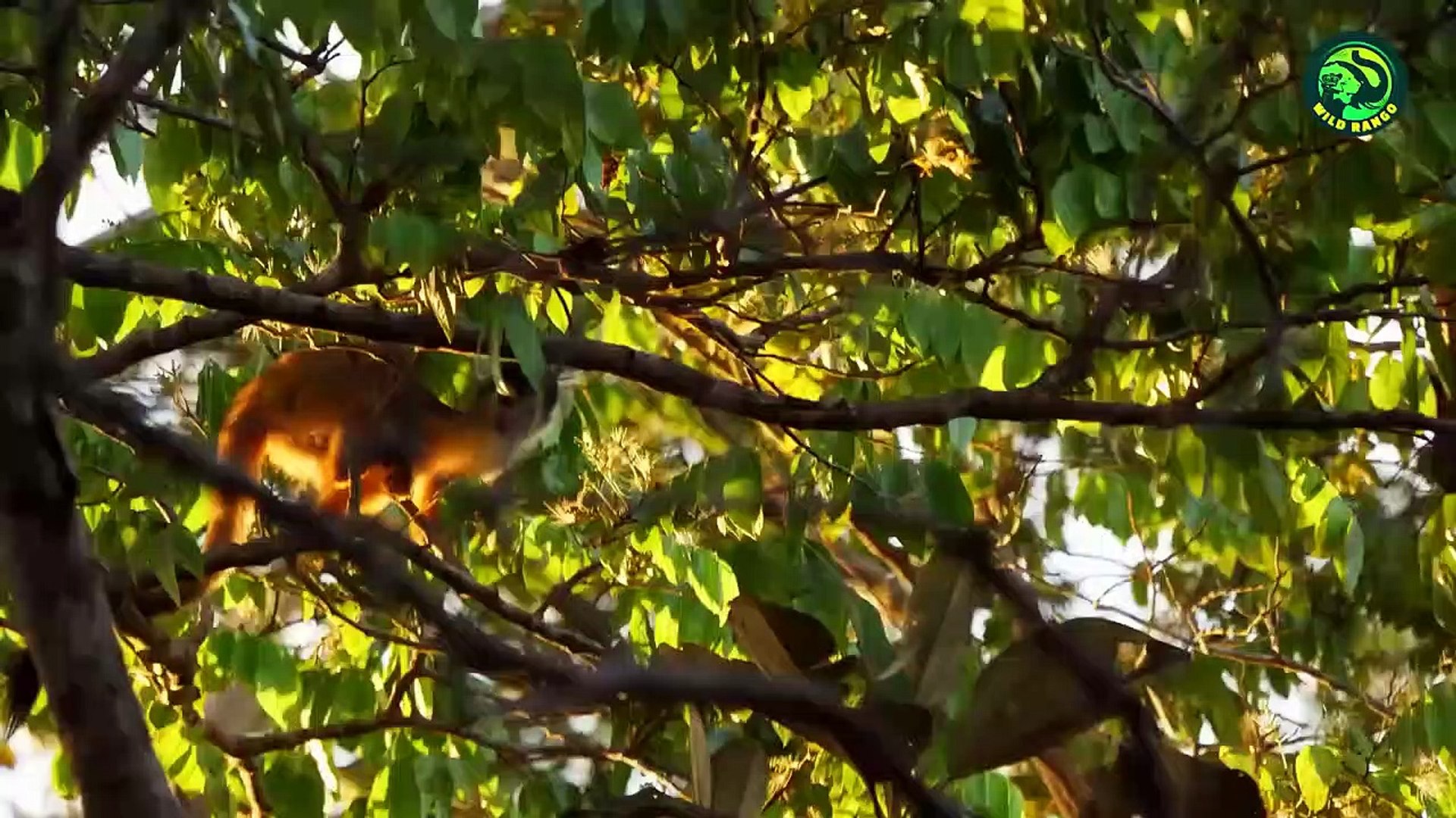⁣16 Horrifying Moments When Gorillas Attacked Their Opponent