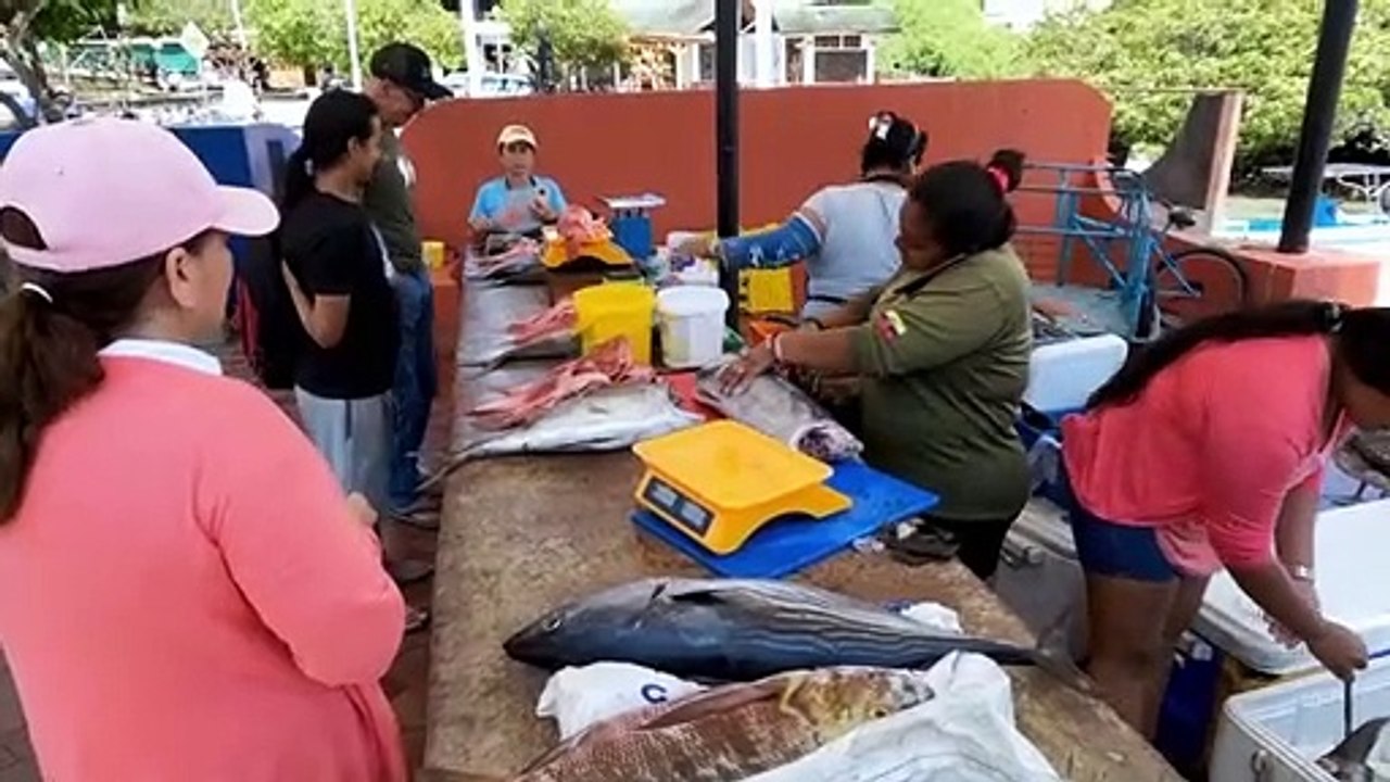 Fish bandit iguana climbs into cooler to boldly feast on tuna