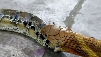 Moment ular Cobra memakan habis ular
