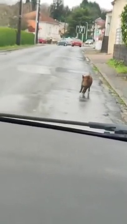 Une habitante de Nontron (Dordogne) filme un sanglier dans les rues d'une zone commerciale