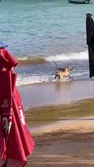 Dogs Play Along Beach in Brazil