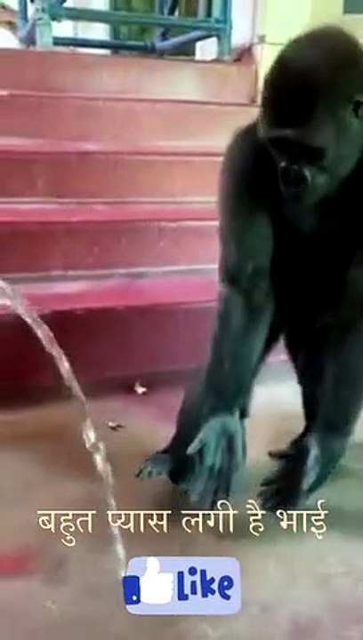 Funny video chimpanzee