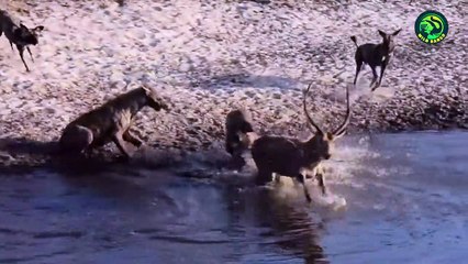 11 Shocking Moments When Animals Chased and Hunted Their Prey