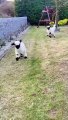 baby goats playing and jumping 2