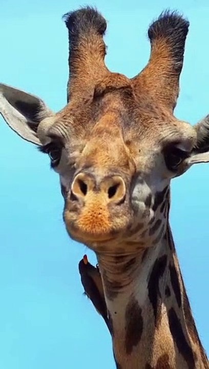 jungle animals video
