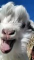 baby goats playing and jumping