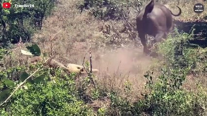 OMG! 15 Shocking Moments Prey Takes Revenge On Predator - Wildlife Moments