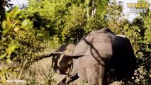 Lion Adopts Impala & 45 Moments Lions Protect Their Prey