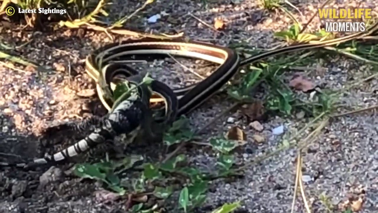 King Cobra Swallows Lizard & 45 Amazing Moments Snake Vs Lizard