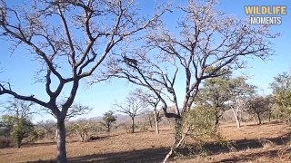 Incredible Moments Male LEOPARD Fight Caught On Camera - Wildlife Moments