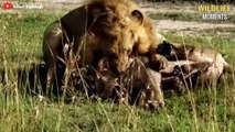Craziest Moments LION Fight & Eat LION Caught On Camera - Wildlife Moments