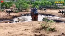 Brutal Moments Wild Dogs Hunt Giant Prey Caught On Camera - Wildlife Moments