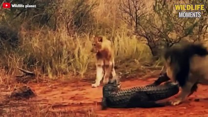 45 Panic Moments Animals Get Stuck In The Mud And Predator See It - Wildlife Moments