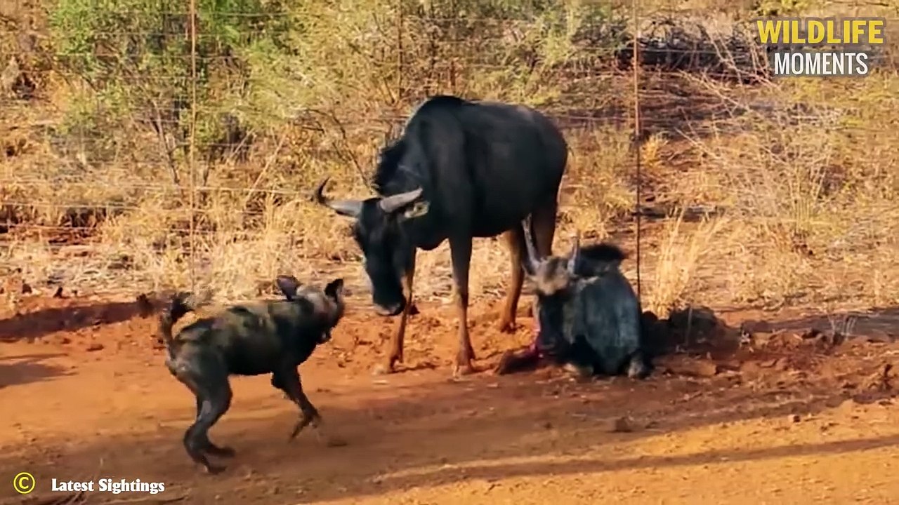 45 Moments Wild Dogs Hunt and the Unexpected Happens @swagwildlifemoments