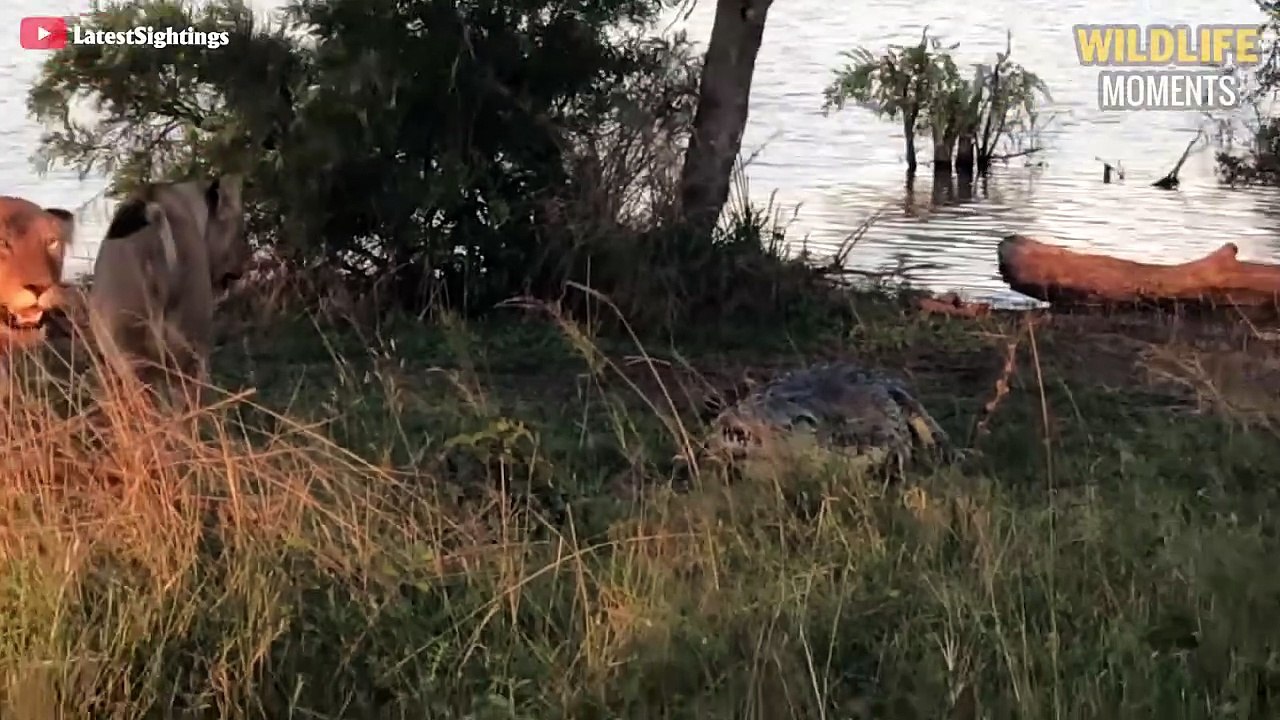 45 Incredible Moments LIONS Bully CROCODILES Ca...