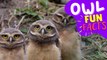 OWL - Learn Fascinating Facts About Owls and Feel-Good Vibes from Cute Animals