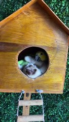 Kitten And Parrot's Impossible Friendship