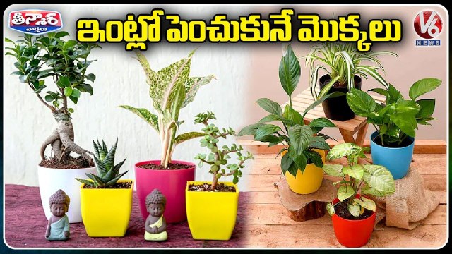 Indoor Plants To Increase Oxygen Levels Indoor Plants At Home _ V6 Weekend Teenmaar