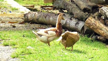 These Ducks Gather Together and Clean Their Feathers || Duck Clean Its Feathers