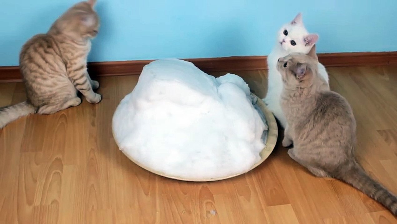 cat eats snow Video Dailymotion
