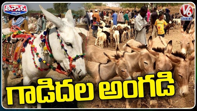 Annual Donkey Fair Held In Uttar Pradesh _ V6 Weekend Teenmaar (1)