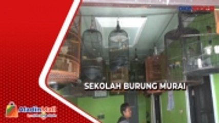 Melatih Burung Murai untuk Berkicau Merdu di Bojonegoro