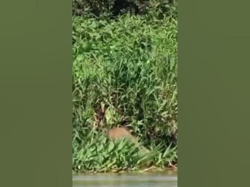Capybara
