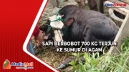 Kaget saat Diturunkan dari Truk, Sapi Berbobot 700 Kg Terjun ke Sumur di Agam