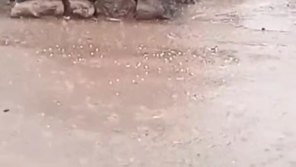 भिंड: ओलावृष्टि से फसलें हुई बर्बाद ,कर्जे में डूबे किसान