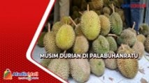 Musim Durian, Tengkulak di Palabuhanratu Raup Untung Mencapai Rp75 Juta