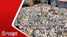 Ribuan Ikan di Waduk Kedung Ombo Tiba-Tiba Mati, Ada Apa?