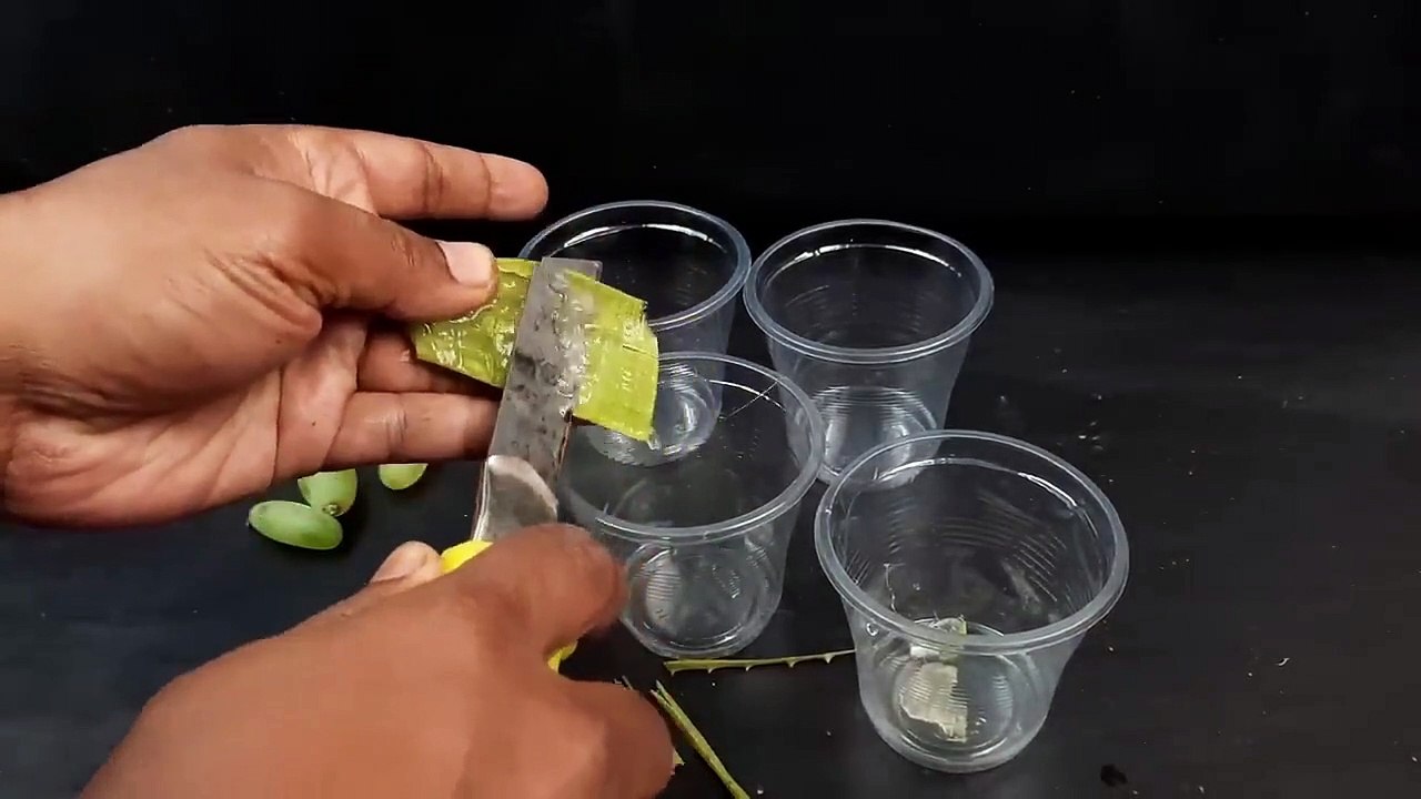 Simple_method_propagate_grape_tree_with_water%2C_growing_grape_tree_at_home_%E0%A4%AC%E0%A4%A2%E0%A4%BC%E0%A4%A4%E0%A4%BE_%E0%A4%B9%E0%A5%81%E0%A4%86_%E0%A4%85%E0%A4%82%E0%A4%97%E0%A5%82%E0%A4%B0_%E0%A4%95%E0%A4%BE_%E0%A4%AA(720p)