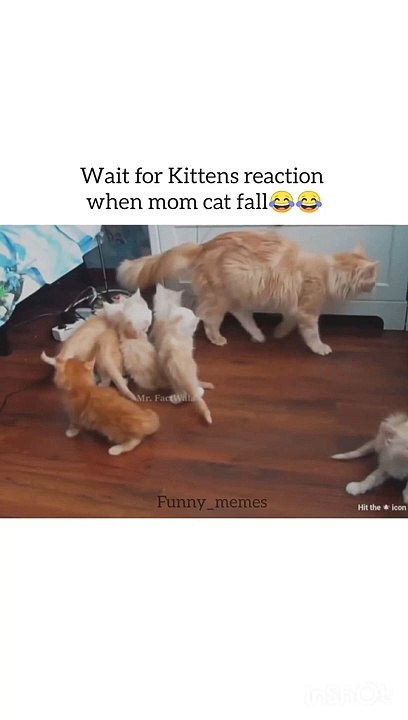 Funny mommy cat