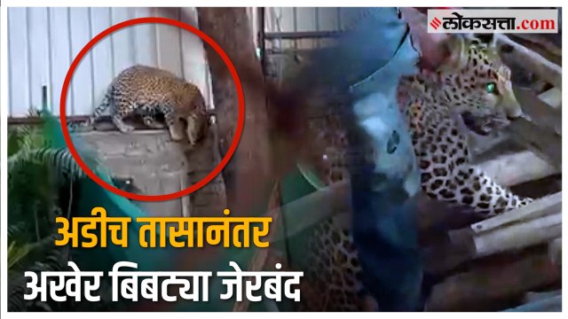 Leopard in Pune: वारजे भागात आढळलेला बिबट्या अखेर वन विभागाकडू जेरबंद