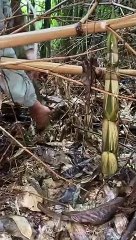 Enjoy beautiful nature with rural life