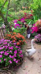 Enjoy beautiful nature with rural life