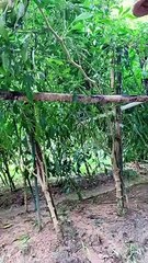 Enjoy beautiful nature with rural life