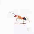 Ants take rest for around 8 Minutes in 12-hour period?